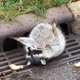 The raccoon courtesy of City of Zion Illinois Police Department’s Facebook